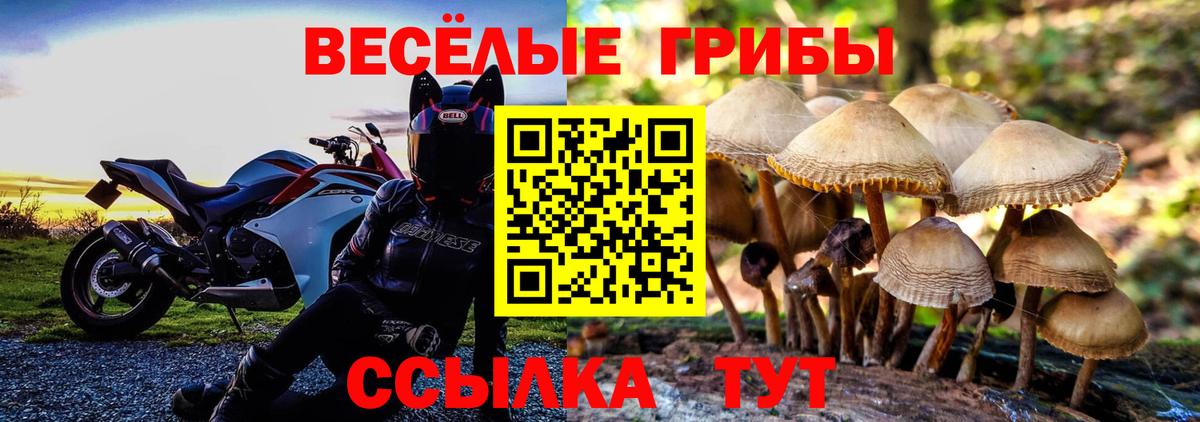 Псилоцибиновые грибы Psilocybe Ковров